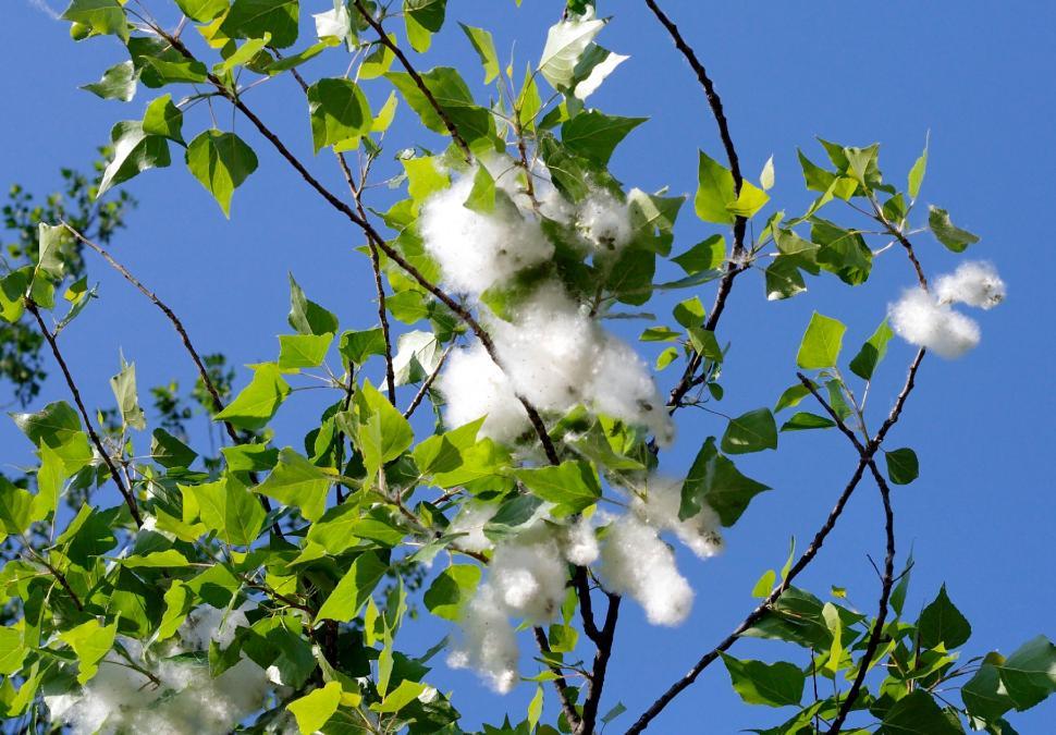 Free Image of Seeds 