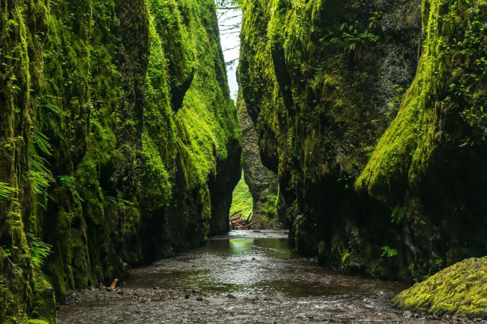 Free Image of Stream Flowing Through Lush Green Forest 
