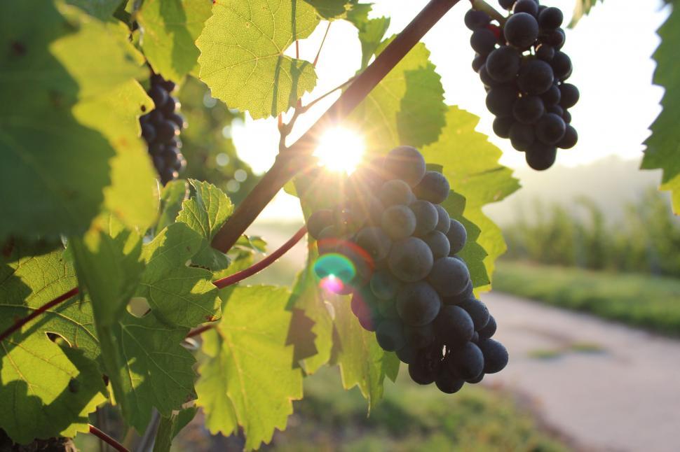 Free Image of Bunch of Grapes Hanging From Vine 