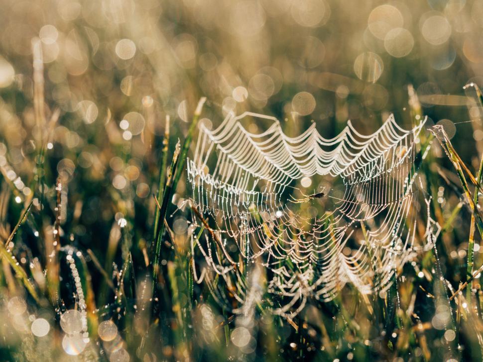 Free Image of Close Up of Spider Web in Grass 