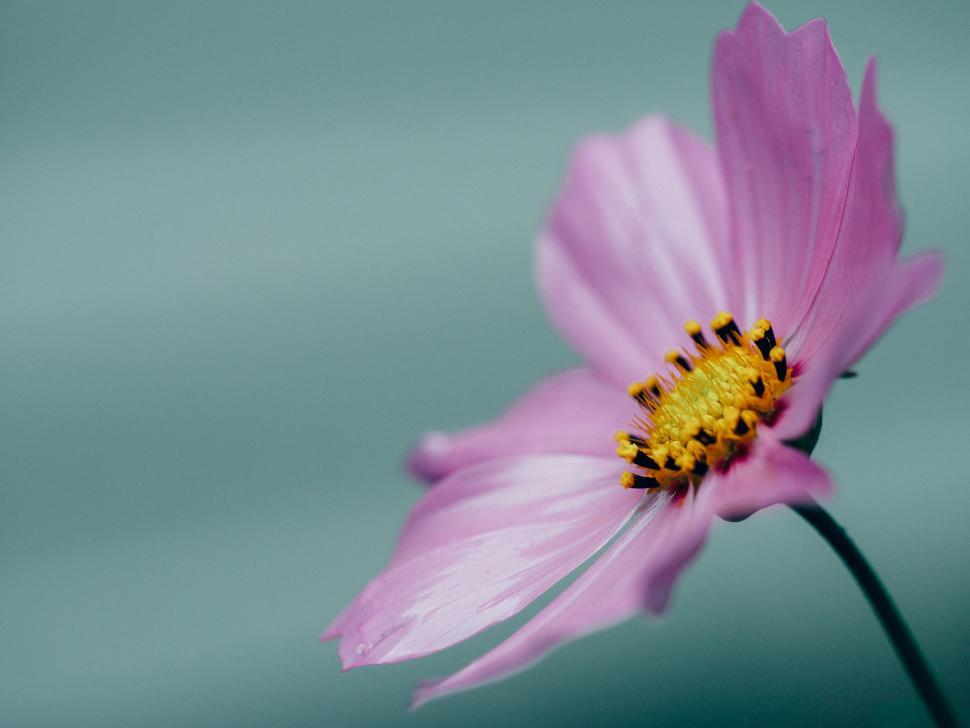 Free Image of Pink Flower With Yellow Center on Blue Background 