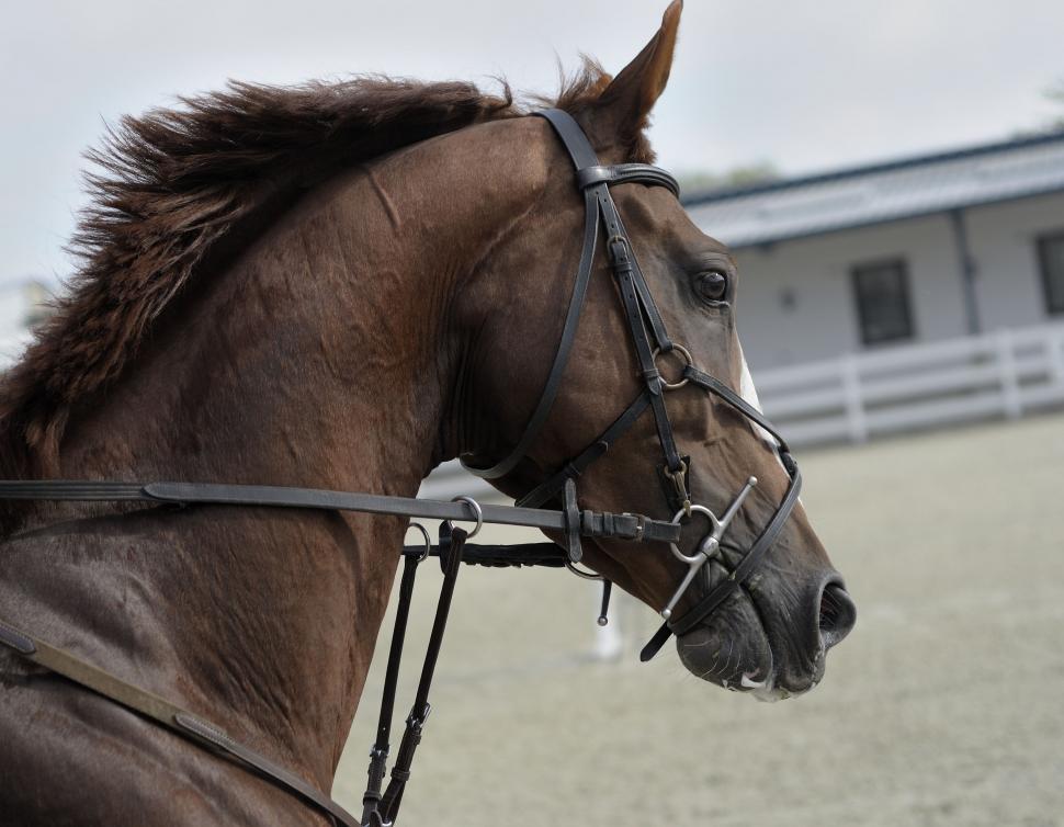 Free Image of Close Up of Horse With Bridle On 