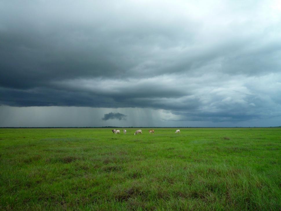 Free Image of Cows Grazing on Lush Green Field 