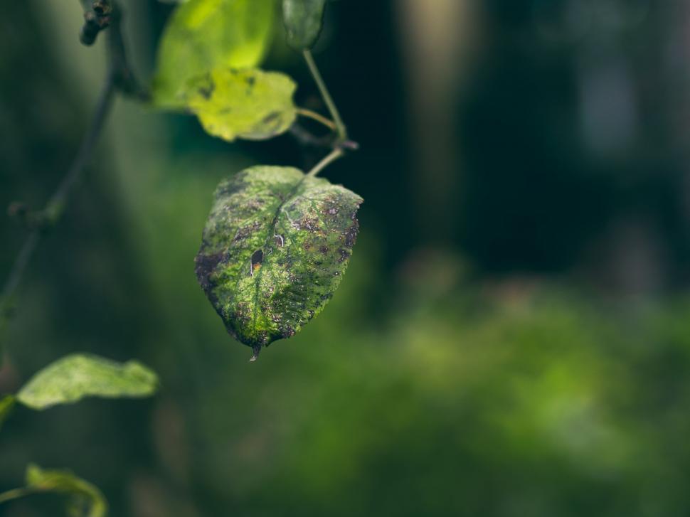 Free Image of Close Up of a Leaf on a Tree 