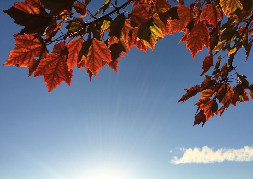 Free Image of Sun Shining Through Tree Leaves 