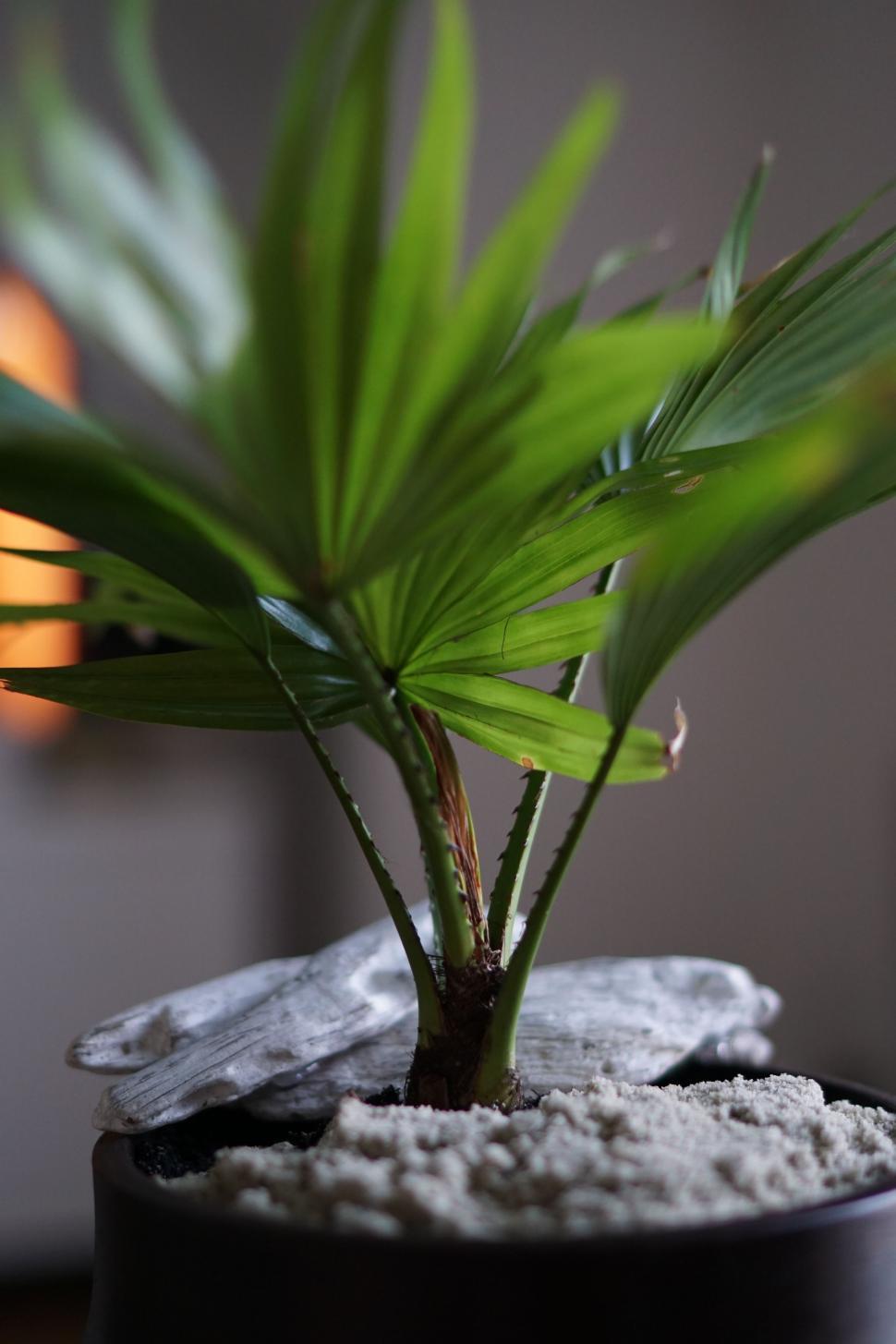 Free Image of Green Plant in Black Pot on Table 