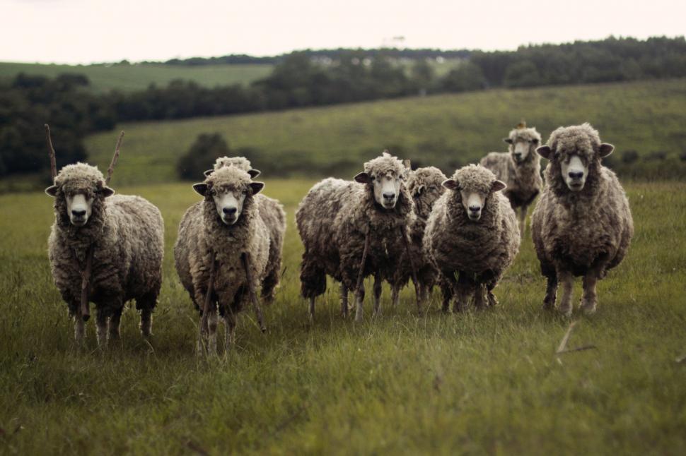 Free Image of Herd of Sheep Walking Across Lush Green Field 
