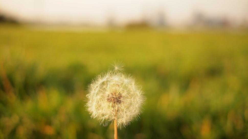 Free Image of Dandelion Blooming in Field 