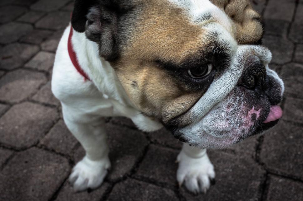 Free Image of Small Brown and White Dog Standing on Top of a Sidewalk 