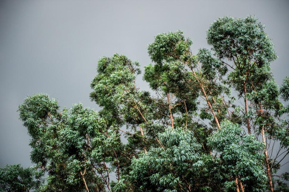 Free Image of Cluster of Trees in a Forest 