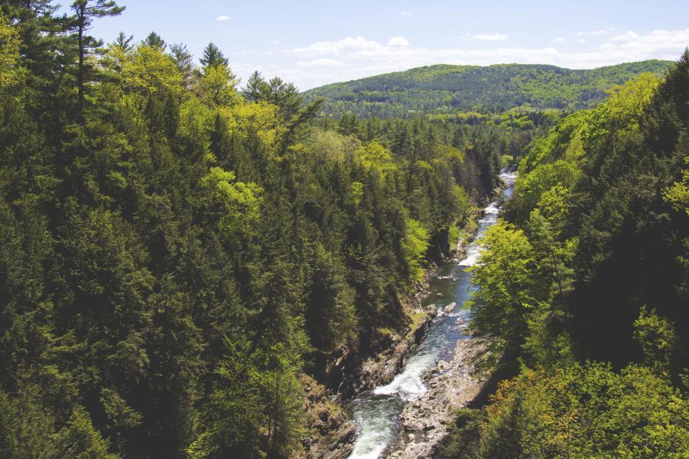 Free Image of River Flowing Through Lush Green Forest 