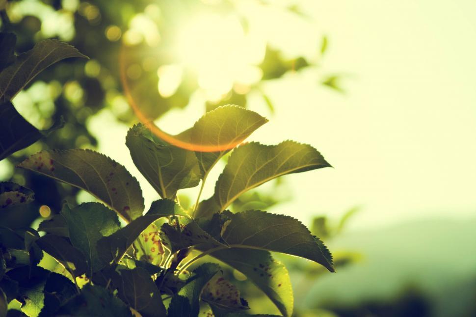 Free Image of Sunlight Filtering Through Tree Leaves 