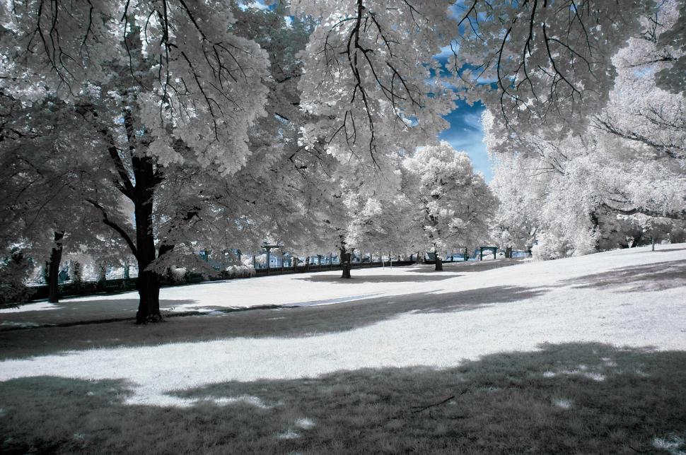Free Image of Trees in a Park 