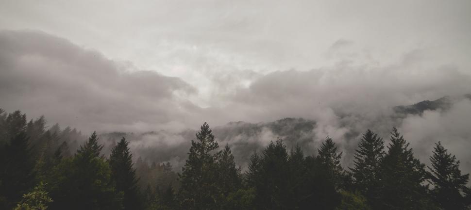 Free Image of Trees and Clouds in Black and White 