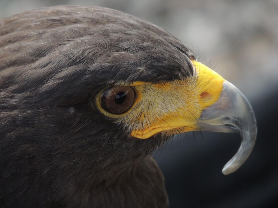 Free Image of Yellow Beaked Bird Close Up 