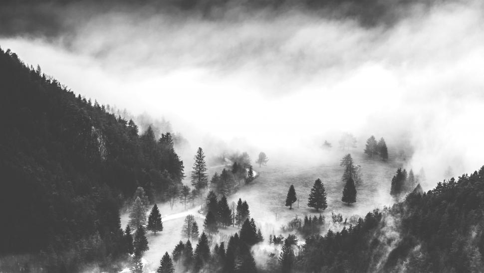 Free Image of Misty Forest Landscape in Black and White 