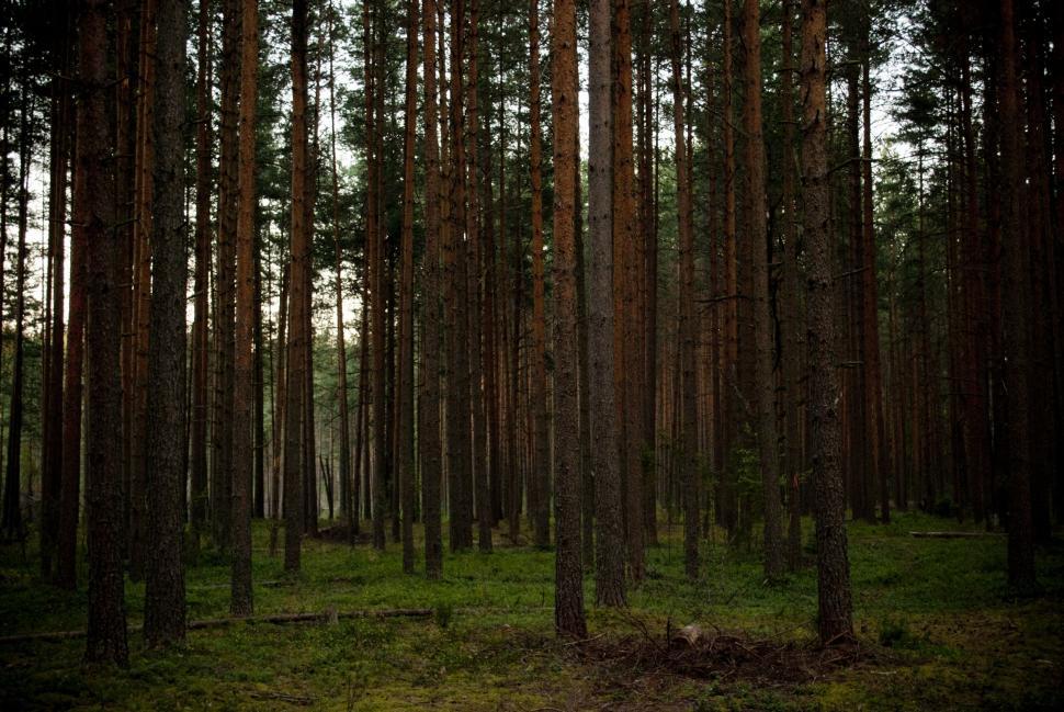 Free Image of Dense Forest With Tall Trees 
