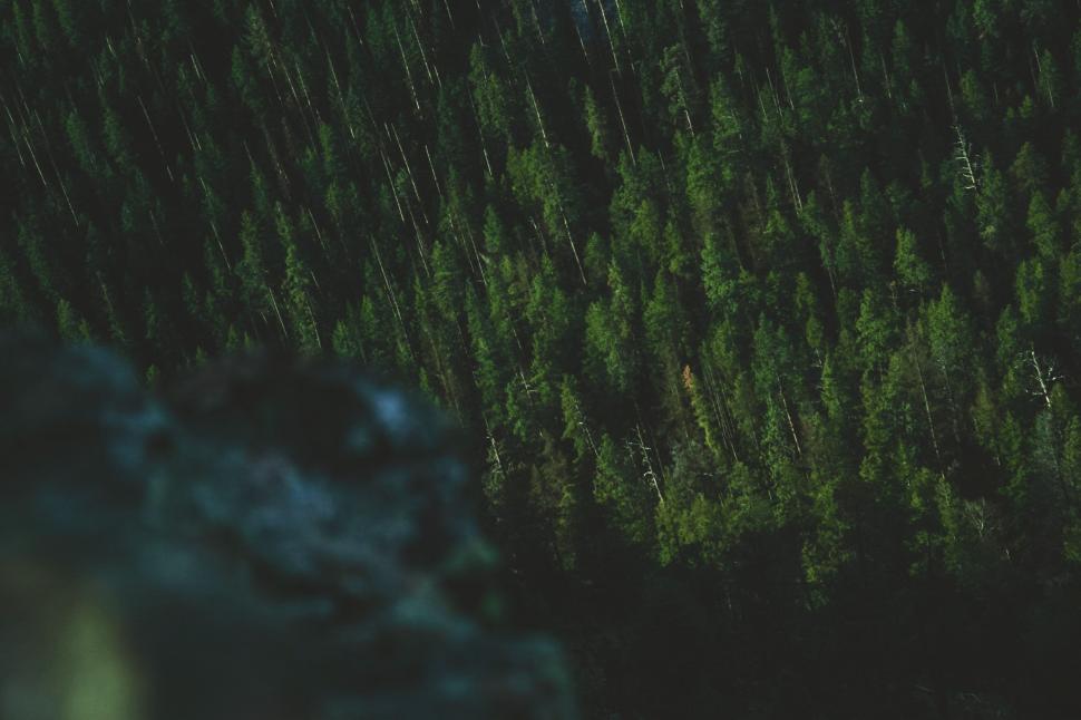 Free Image of Aerial View of a Forest at Night 