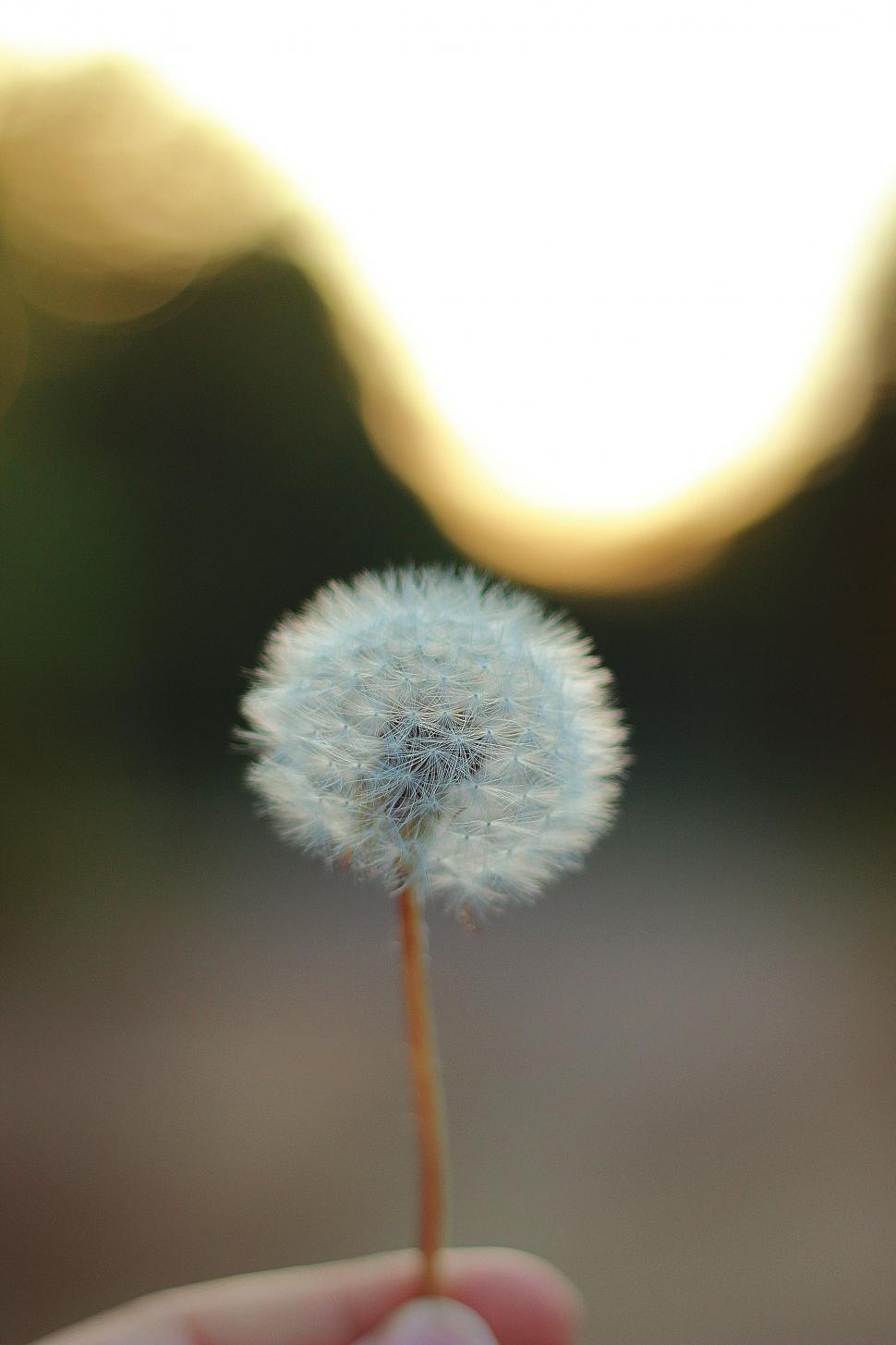 Free Image of Person Holding Dandelion in Hand 