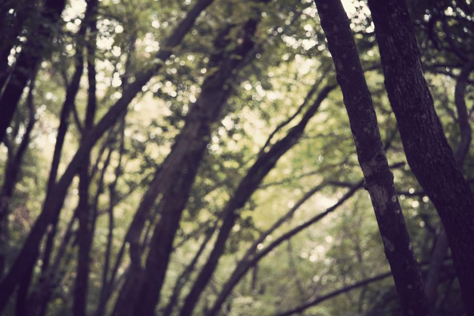 Free Image of Dense Forest With Tall Trees 