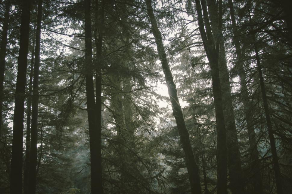Free Image of Towering Trees in a Dense Forest 