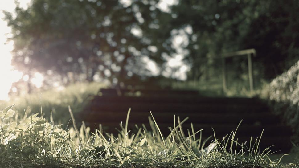 Free Image of Grass and Trees in Black and White 