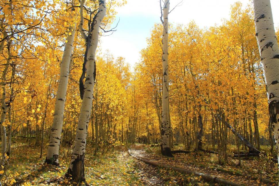 Free Image of Dirt Road Surrounded by Trees With Yellow Leaves 