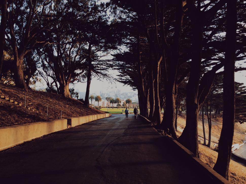 Free Image of Person Skateboarding Down Tree-Lined Road 