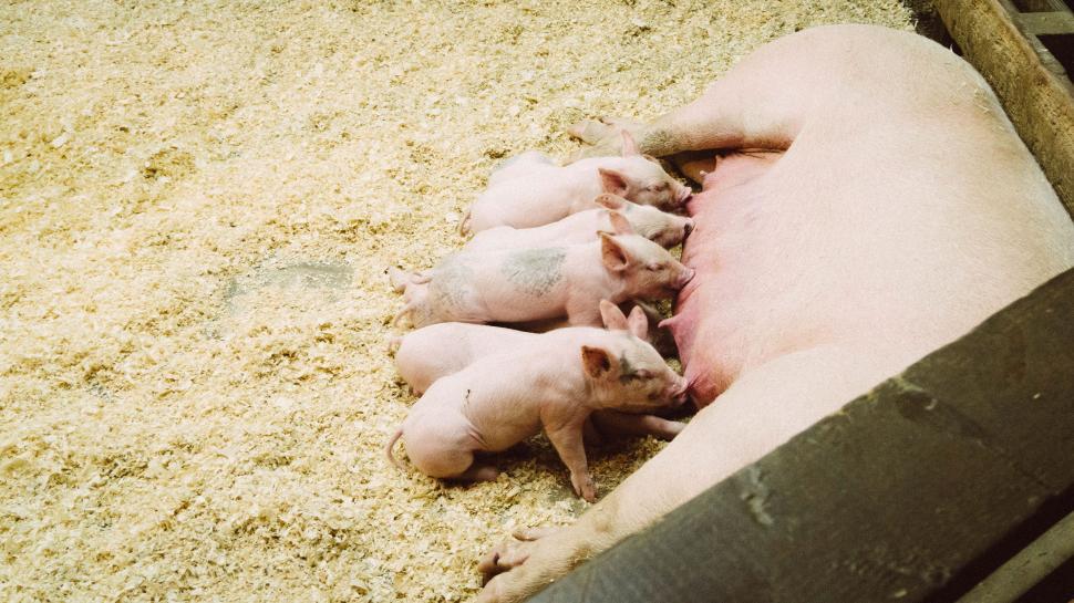 Free Image of Two Pigs Laying in a Pen 