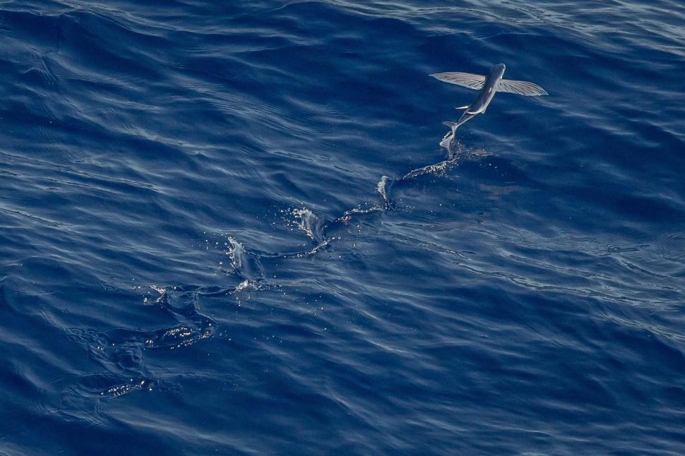 Free Image of Bird Flying Over Water in Ocean 