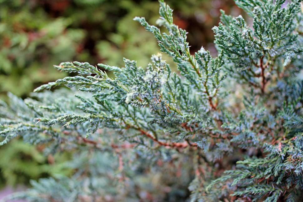 Free Image of The bush 