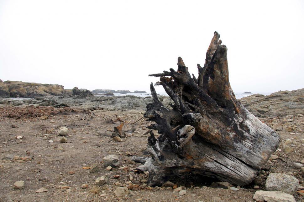 Free Image of Driftwood roots 