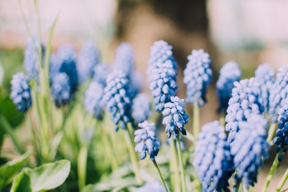 Free Image of Blue Flowers Growing in Grass 
