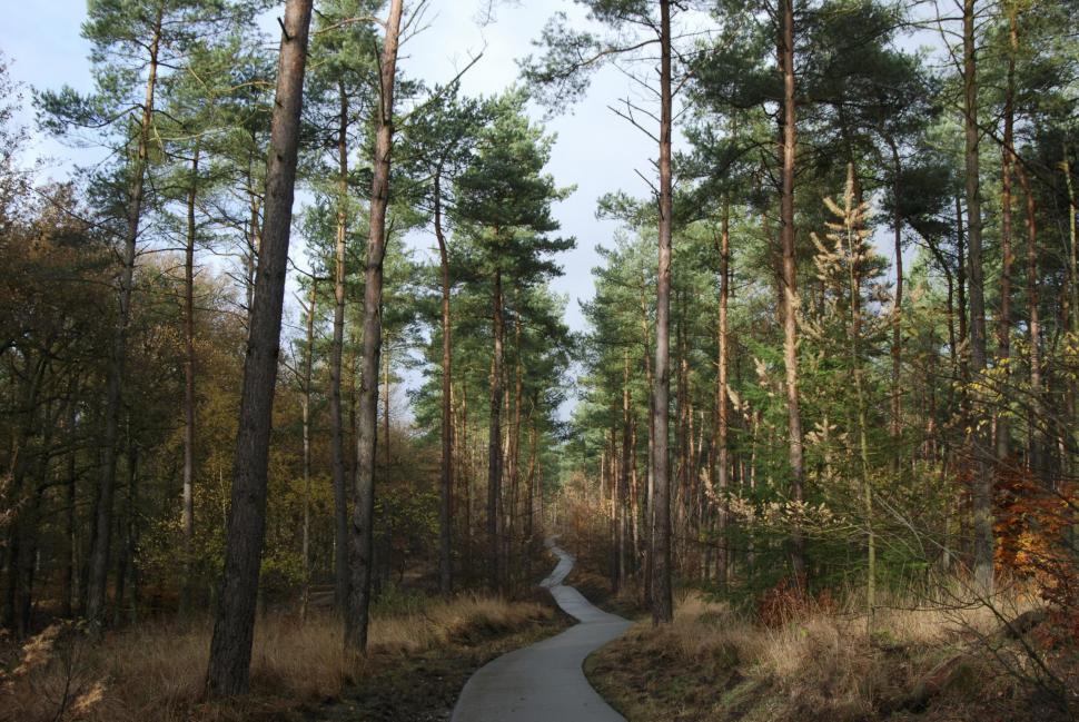 Free Image of Dirt Road Cutting Through Forest 