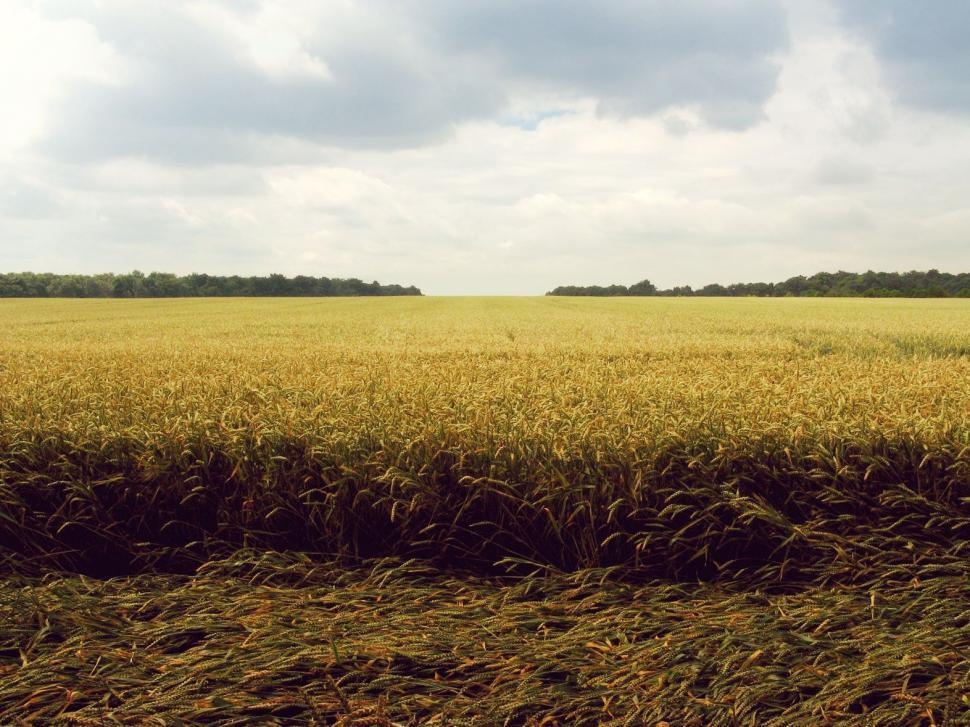 Free Image of A Field of Tall Grass Under a Cloudy Sky 