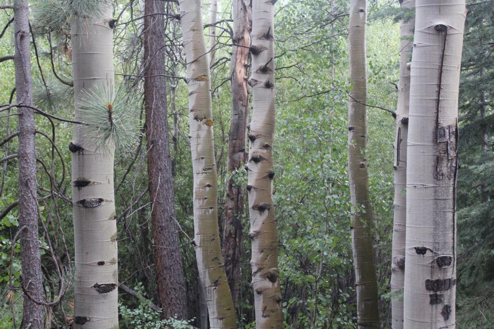 Free Image of Towering Trees in a Dense Forest 