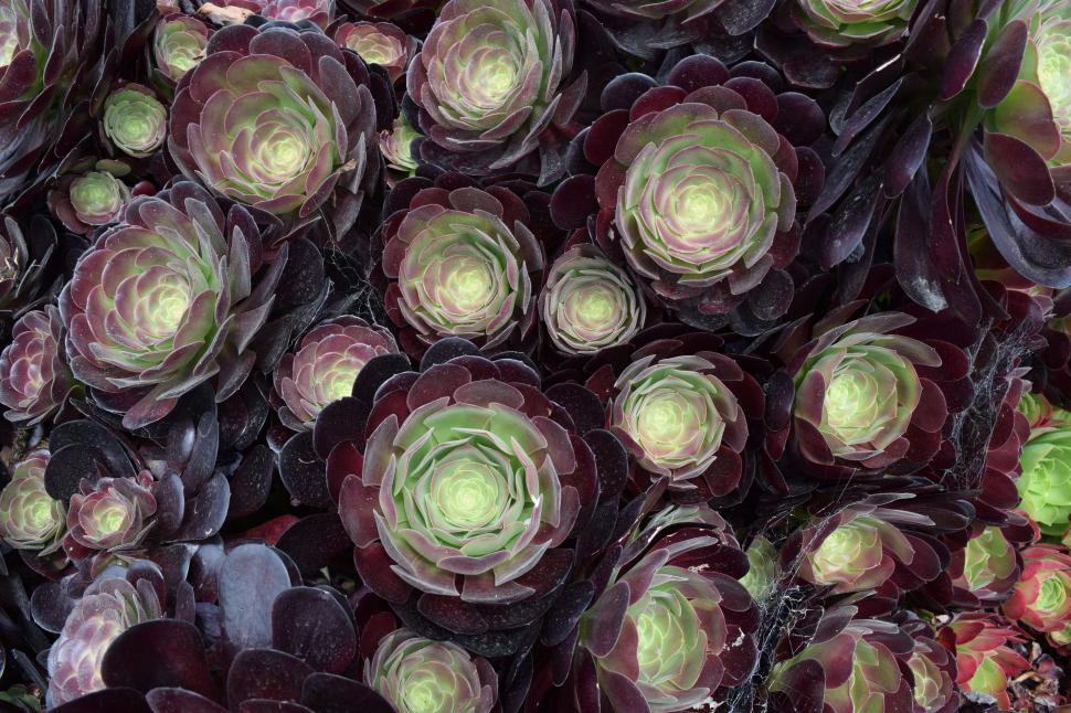 Free Image of Close-Up of a Bunch of Purple and Green Flowers 