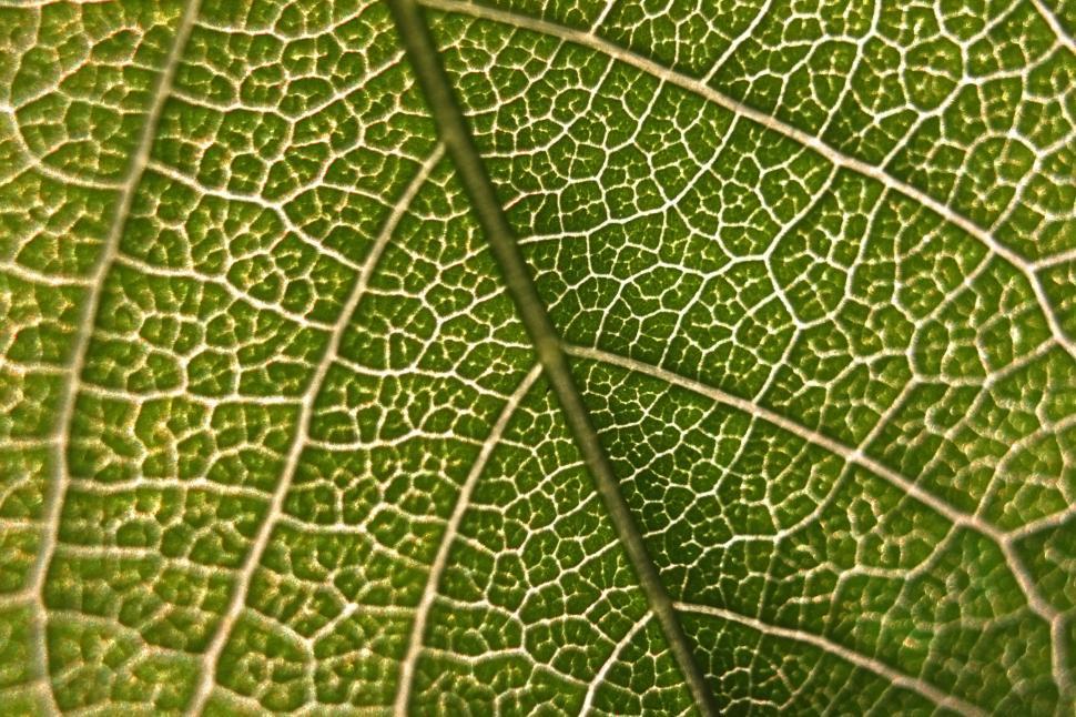 Free Image of Close Up View of a Green Leaf 
