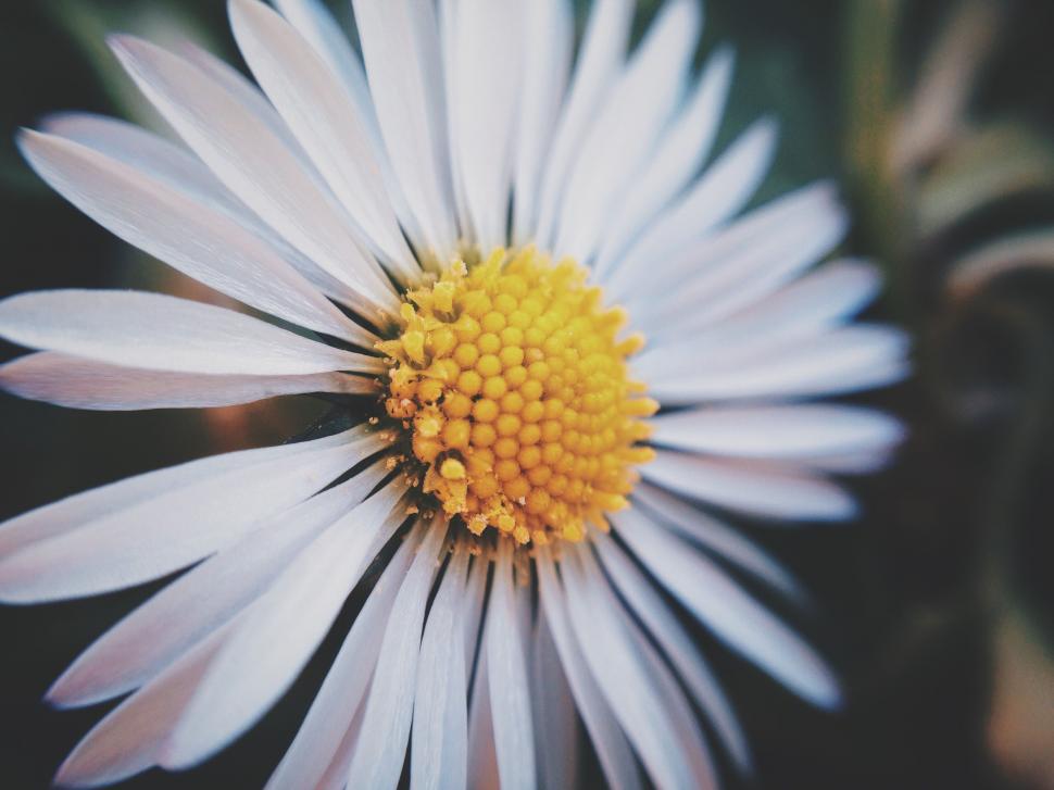Free Image of Close-Up of a White Flower With Yellow Center 