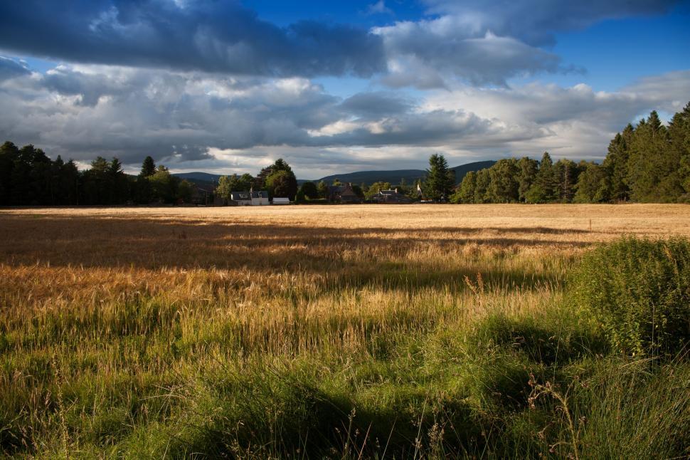 Free Image of Grassy Field With Trees and Clouds 