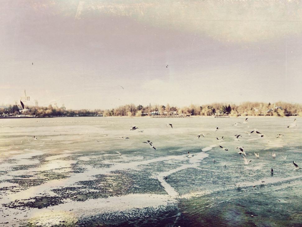 Free Image of Flock of Birds Flying Over Large Body of Water 