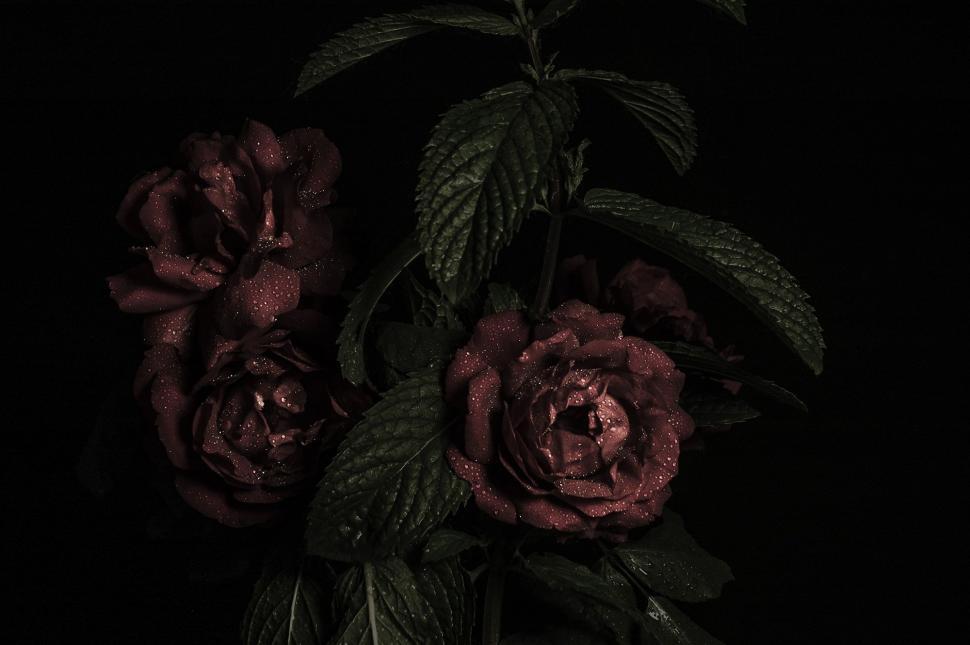 Free Image of Assorted Flowers Arranged in a Vase 