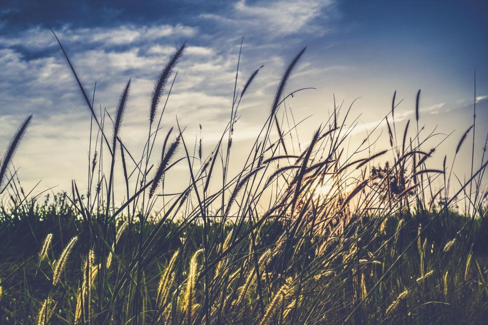 Free Image of Tall Grass Field Under Cloudy Blue Sky 