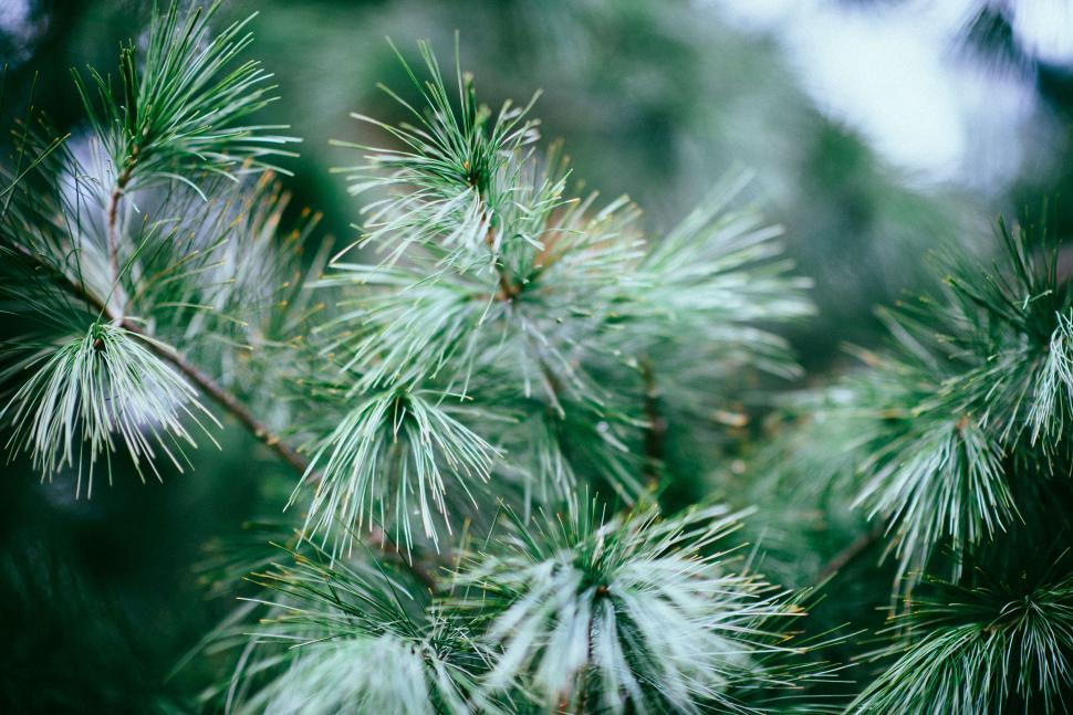 Free Image of Close Up of a Pine Tree Branch 