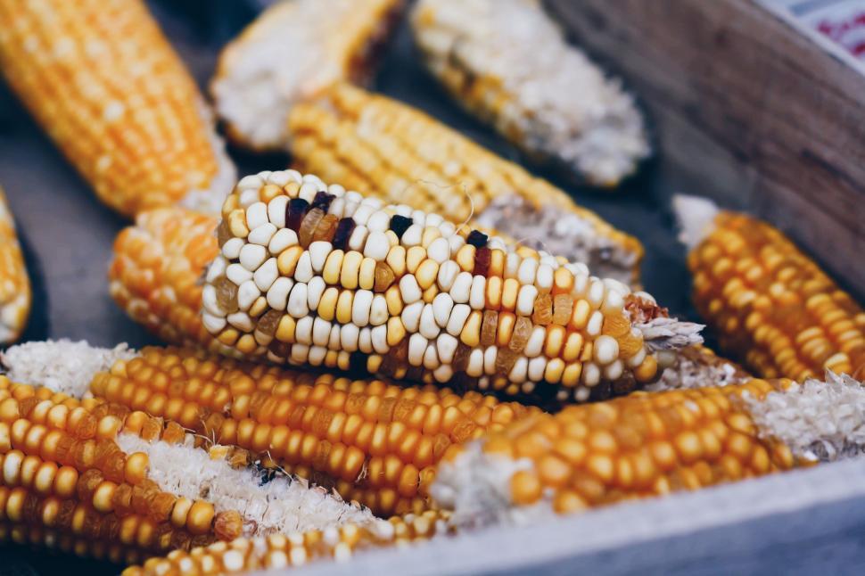Free Image of Close Up of Fresh Corn on the Cob 