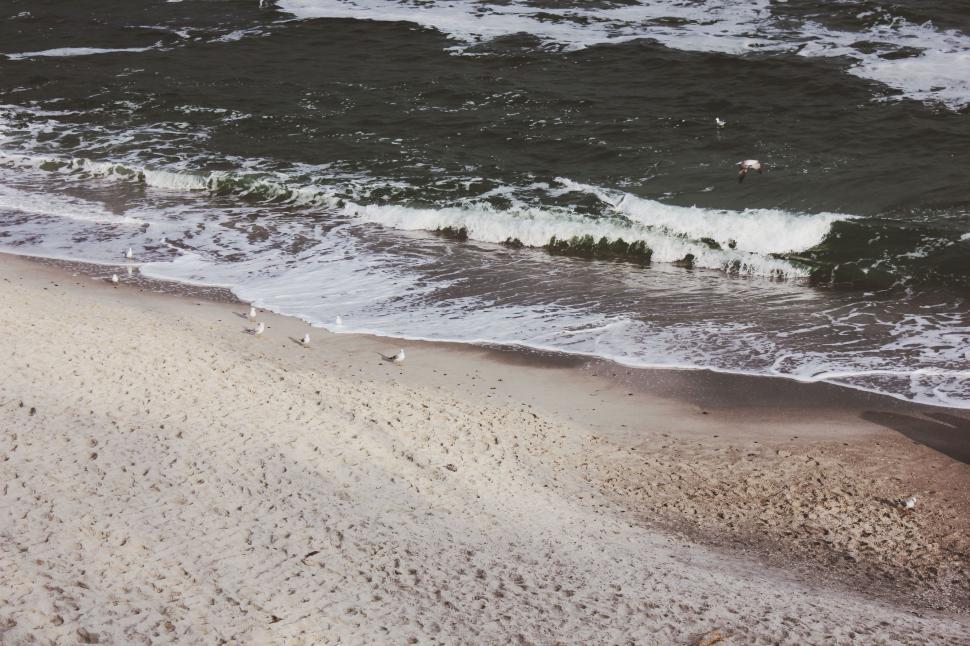 Free Image of Group of Birds Standing on Top of a Sandy Beach 