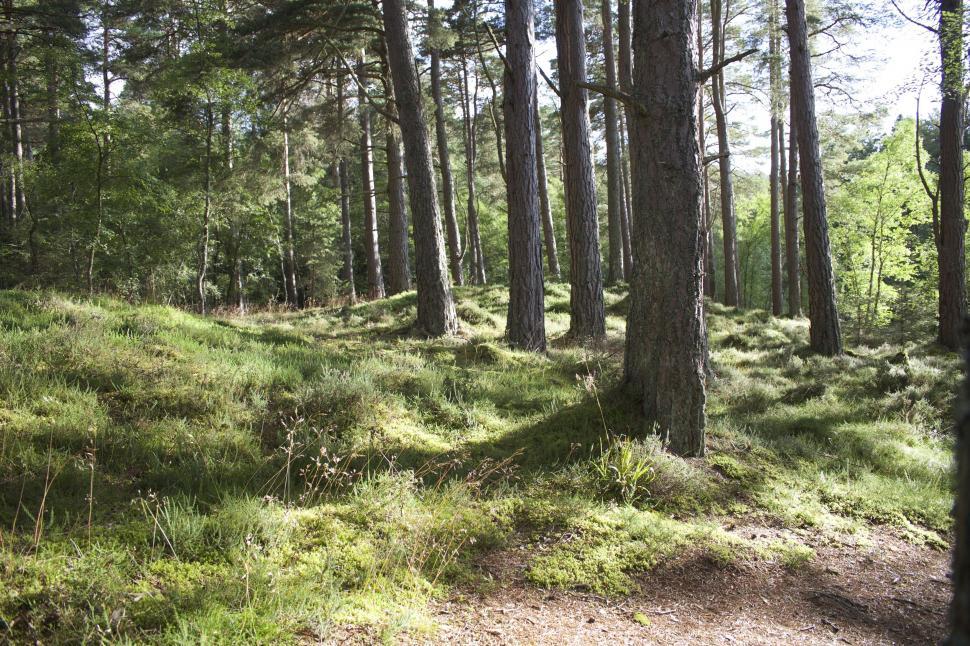 Free Image of Dirt Path Cutting Through Forest 