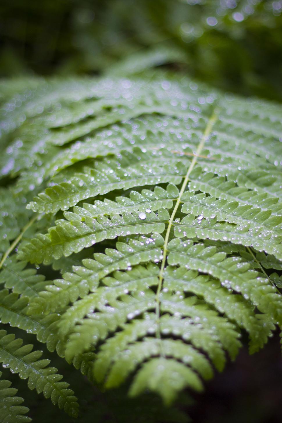 Free Image of Green Leaf With Water Droplets 