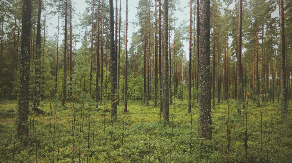 Free Image of Towering Trees in Thick Forest 