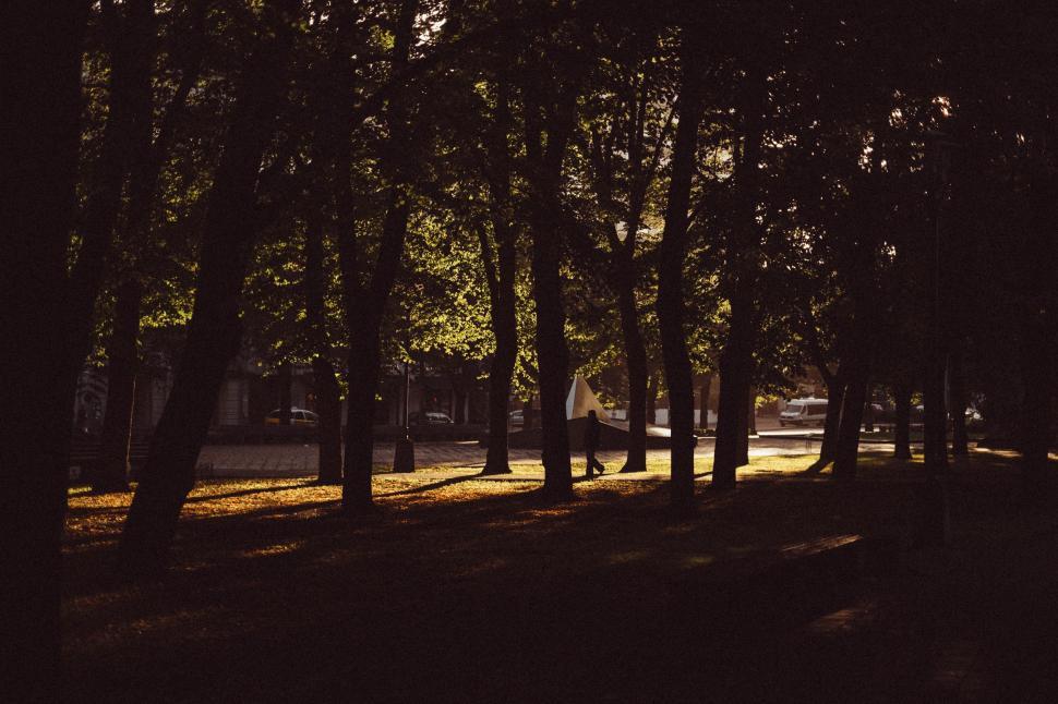 Free Image of Sun Shining Through Trees in Forest 